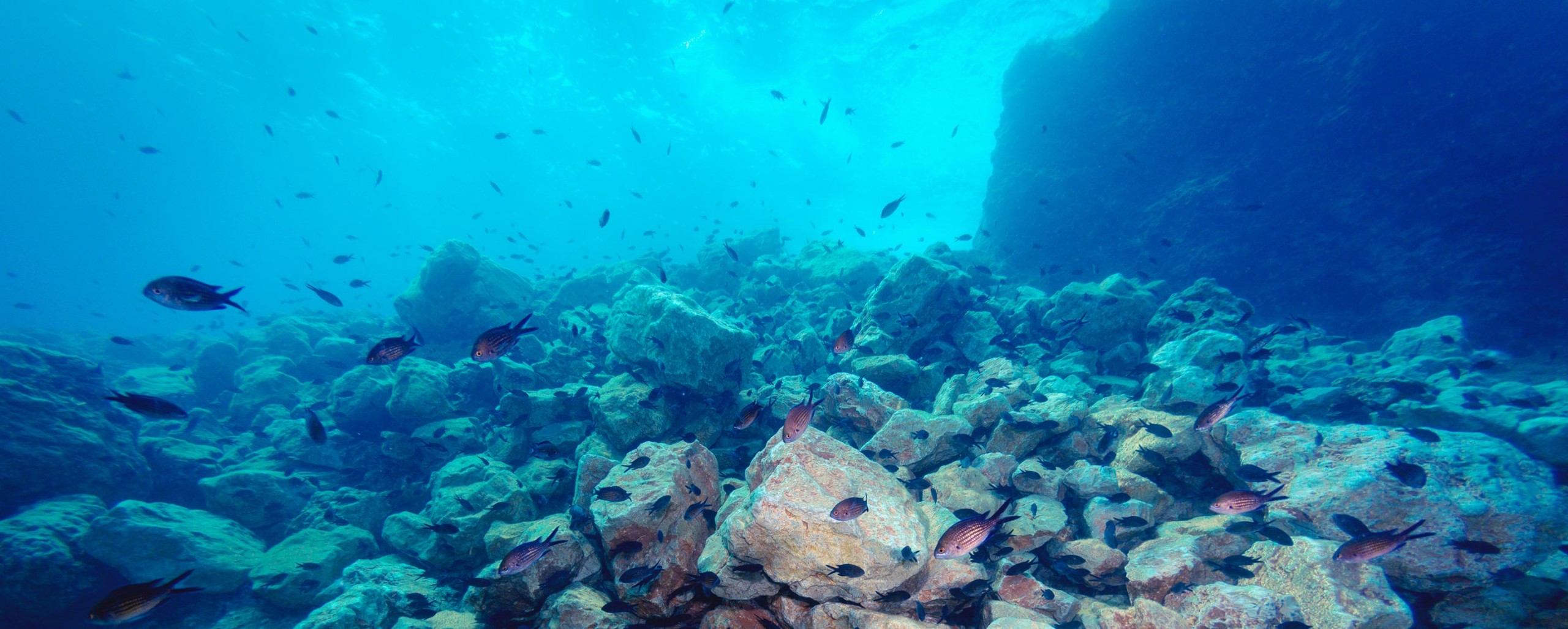 Underwater coral reef scene with colorful fish swimming among coral formations in clear blue ocean water.